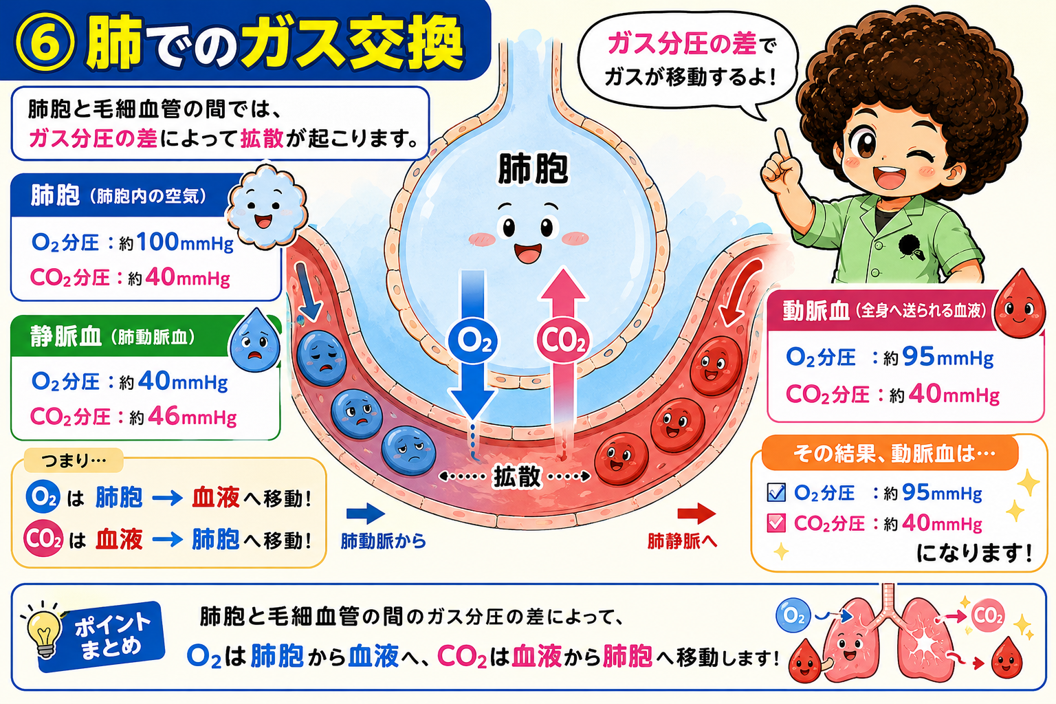 肺胞と毛細血管の間ではガス分圧差により拡散が起こる