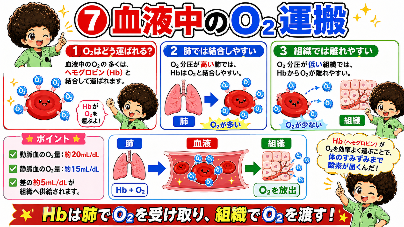 Hbは肺でO2を受け取り、組織でO2を渡す
