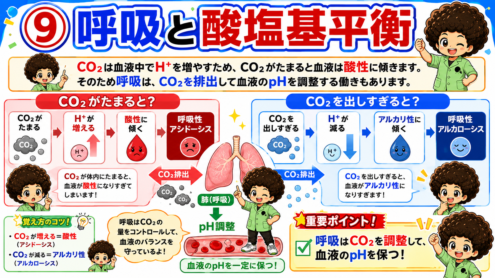 呼吸はCO2を調整して血液のpHを保つ