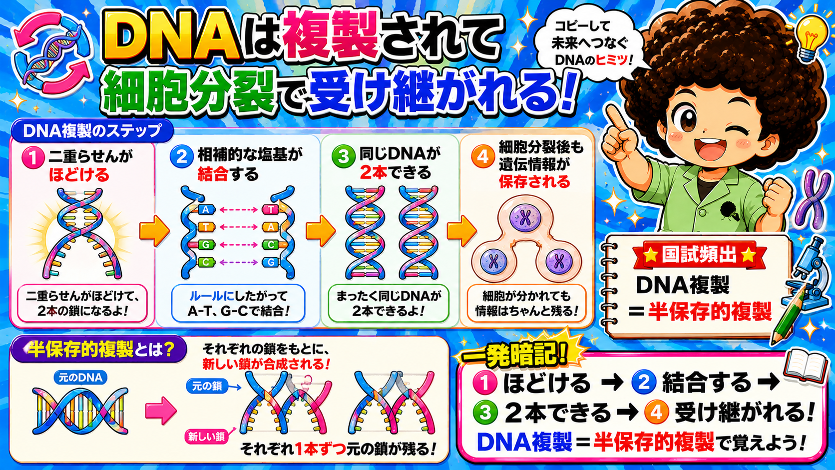 DNA複製の4ステップ。DNA複製＝半保存的複製