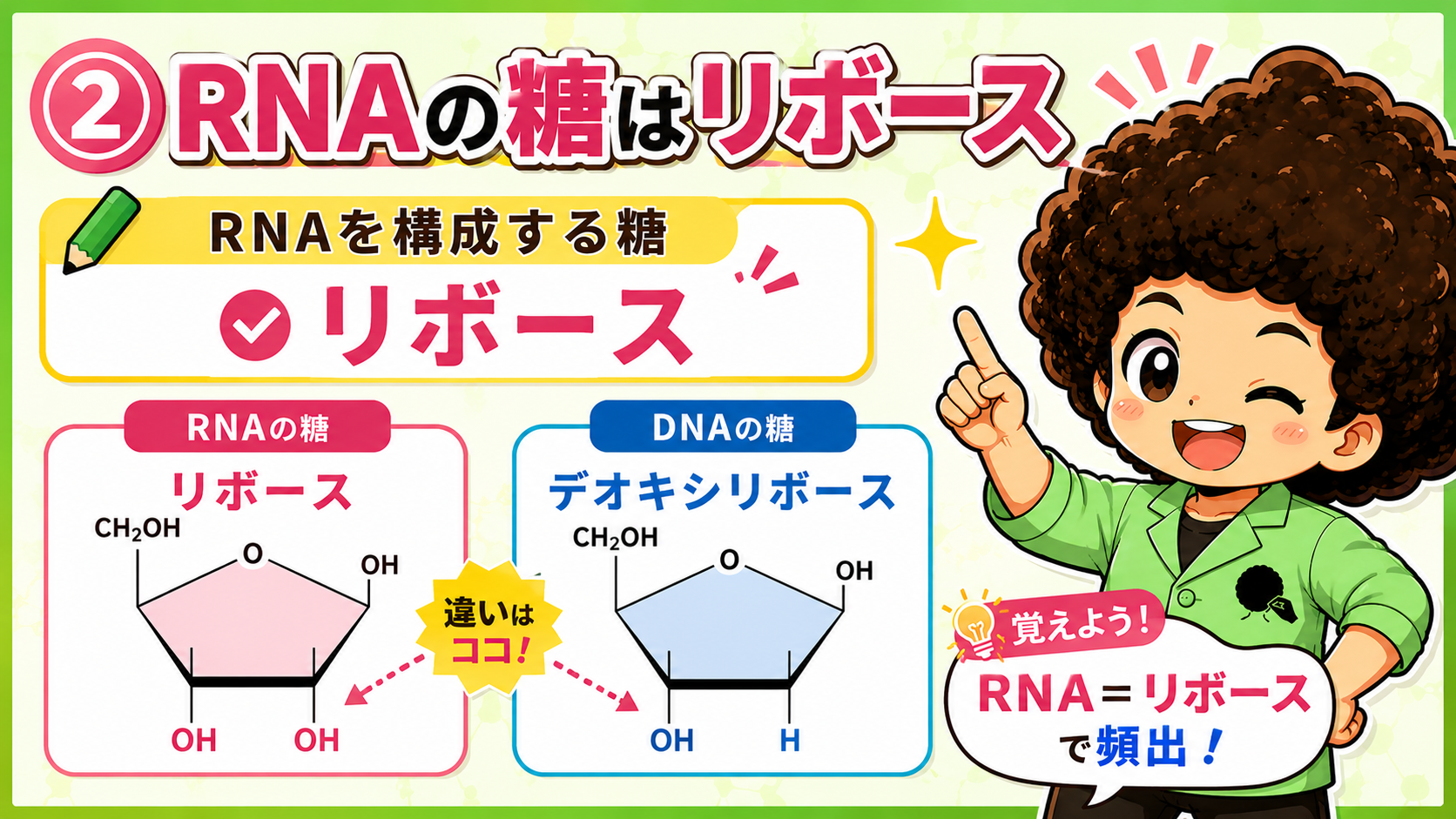 RNAの糖はリボース、DNAの糖はデオキシリボース（②）
