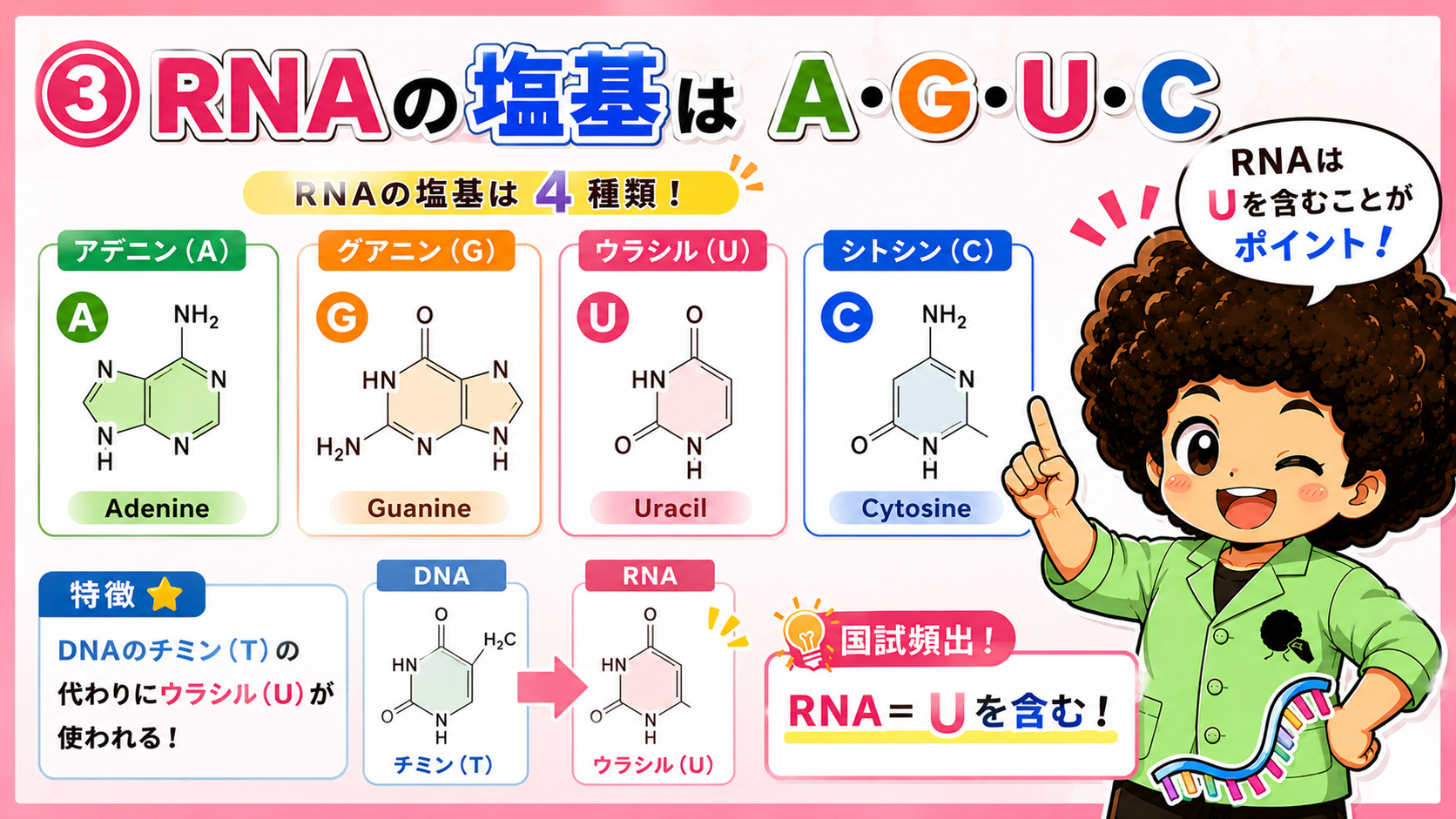 RNAの塩基はA・G・U・C。DNAのチミンの代わりにウラシルが使われる（③）