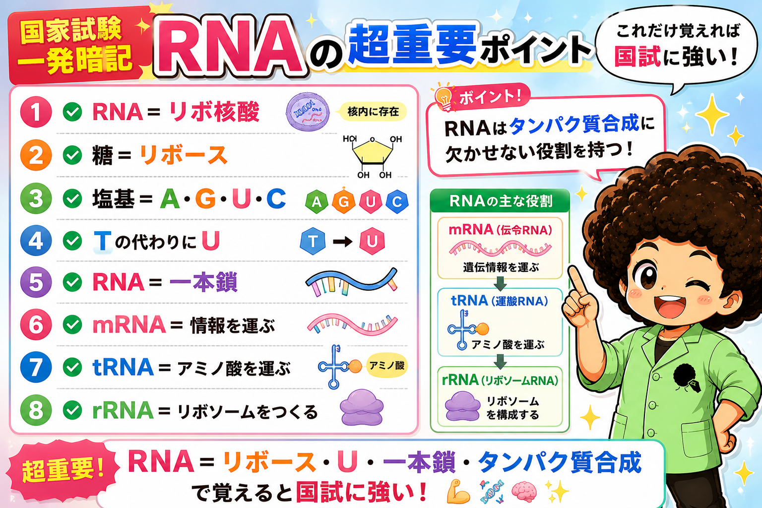 RNAの超重要ポイント8つと、mRNA・tRNA・rRNAの役割（④）