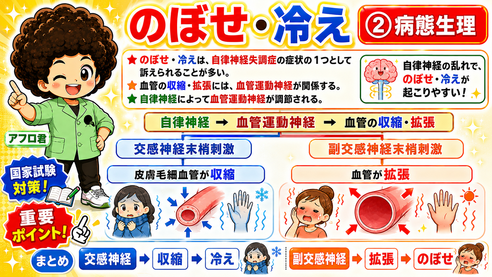 自律神経→血管運動神経→血管の収縮・拡張という調節経路