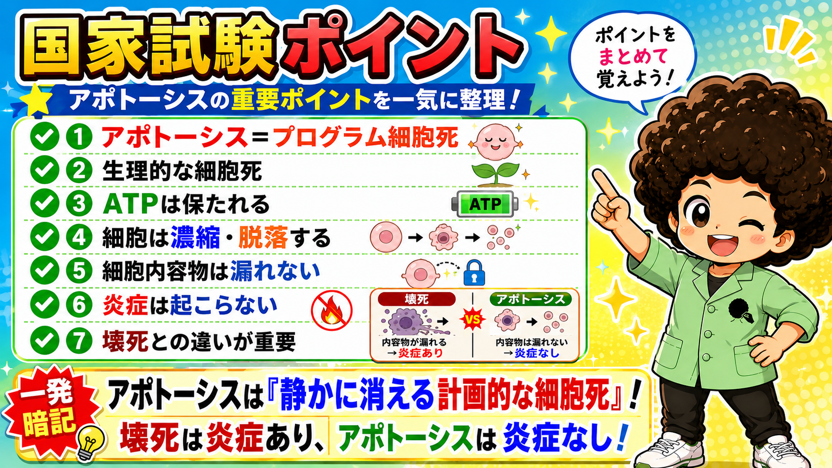 発生過程における顔面・口腔領域の融合と消退＝プログラムされた脱落現象