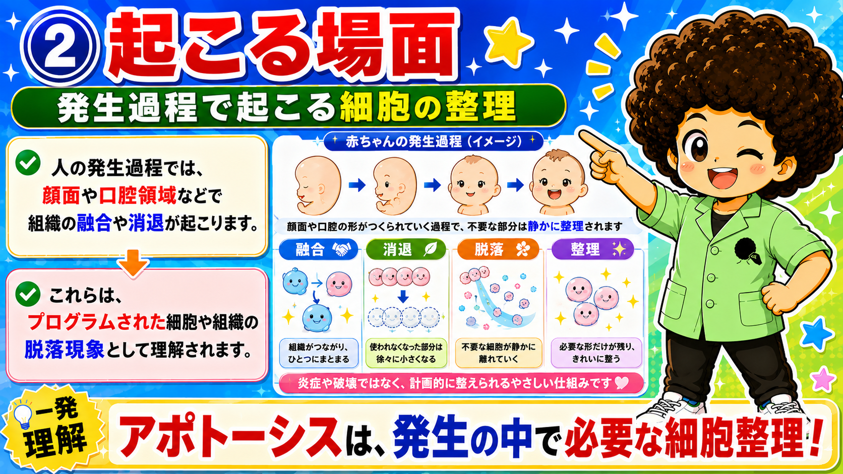 細胞数を一定に保つ・体を整える・癌発生の理解に重要