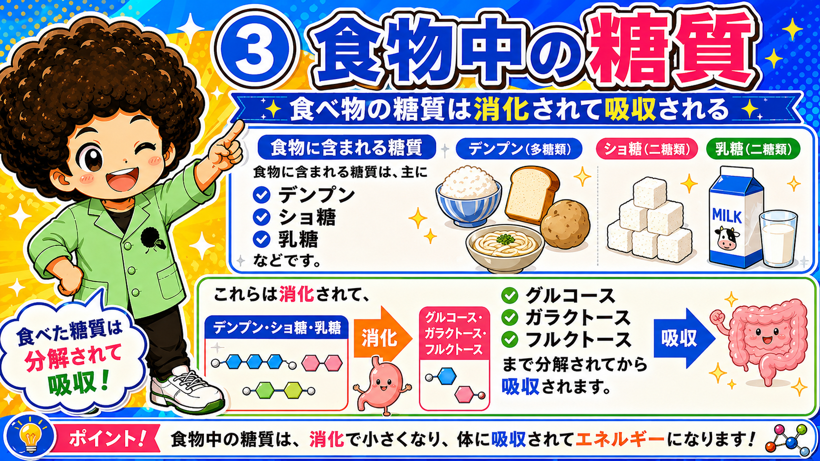食物中の糖質は単糖まで分解されてから吸収される