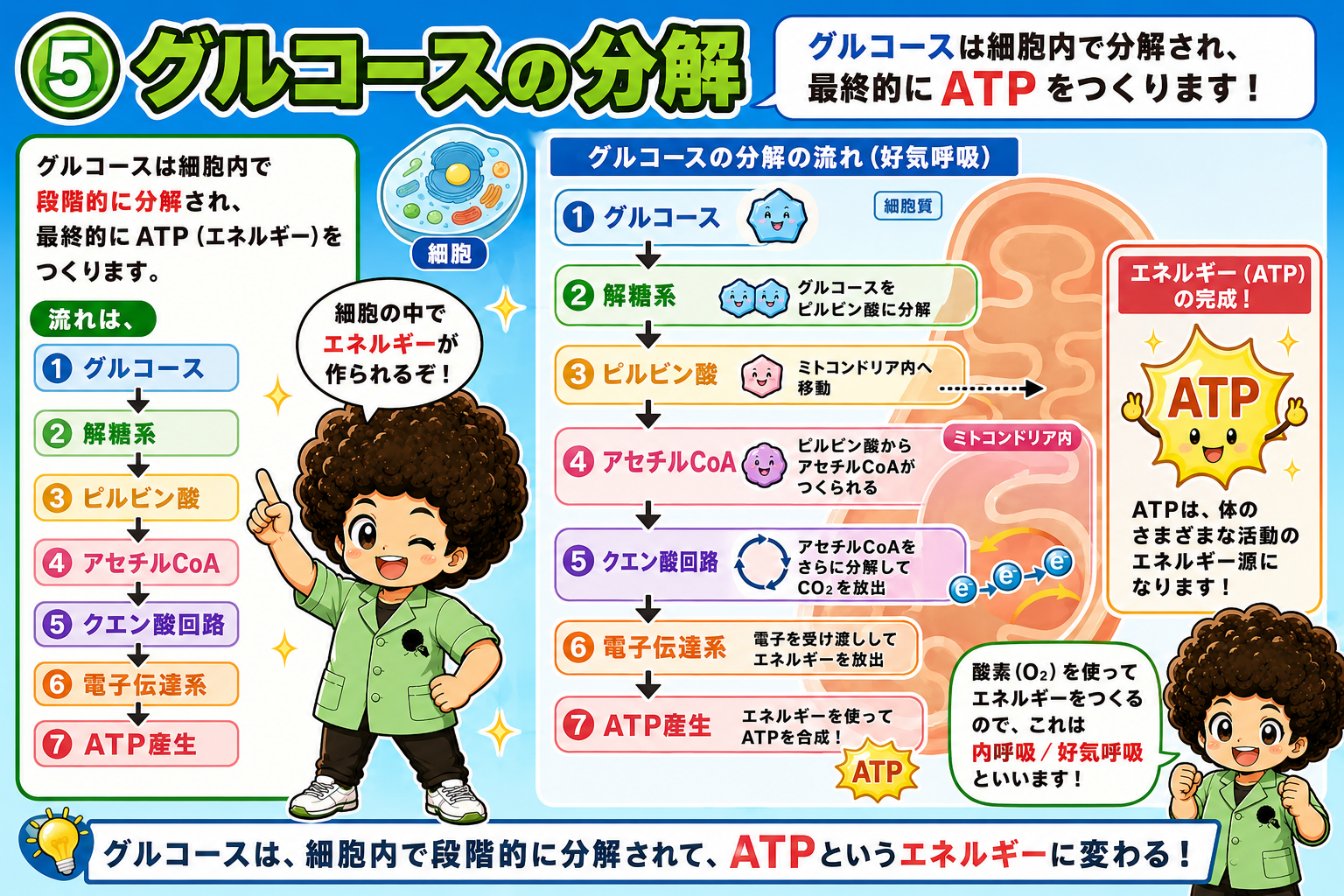 グルコース分解の7ステップ（好気呼吸）