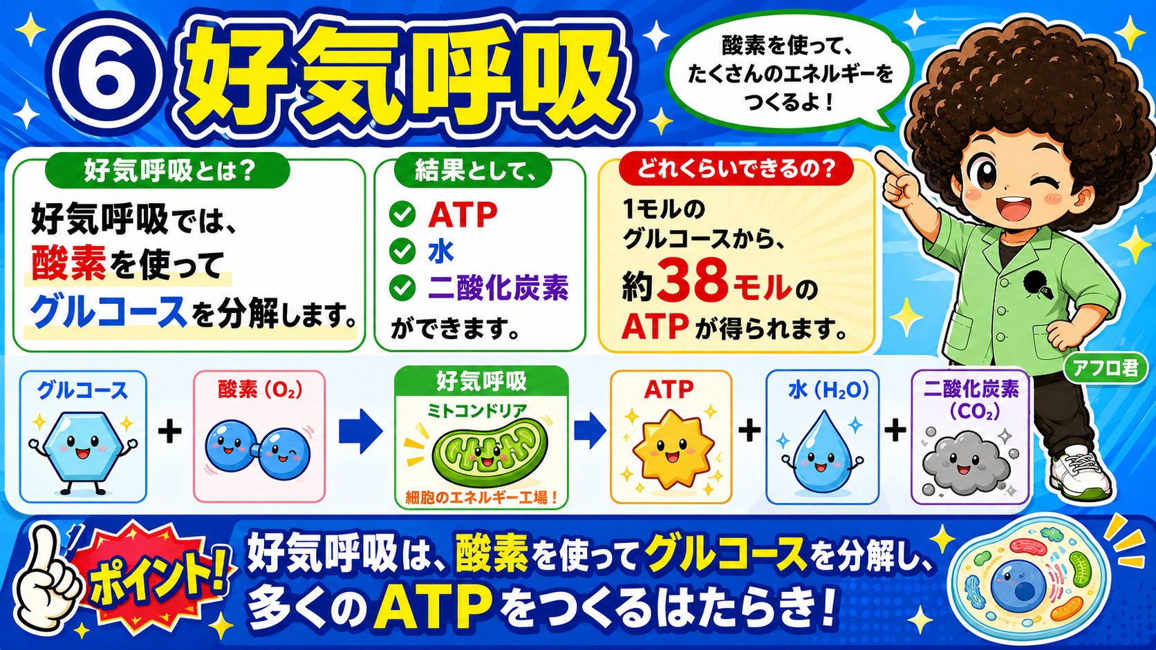 好気呼吸は1モルのグルコースから約38モルのATPを産生