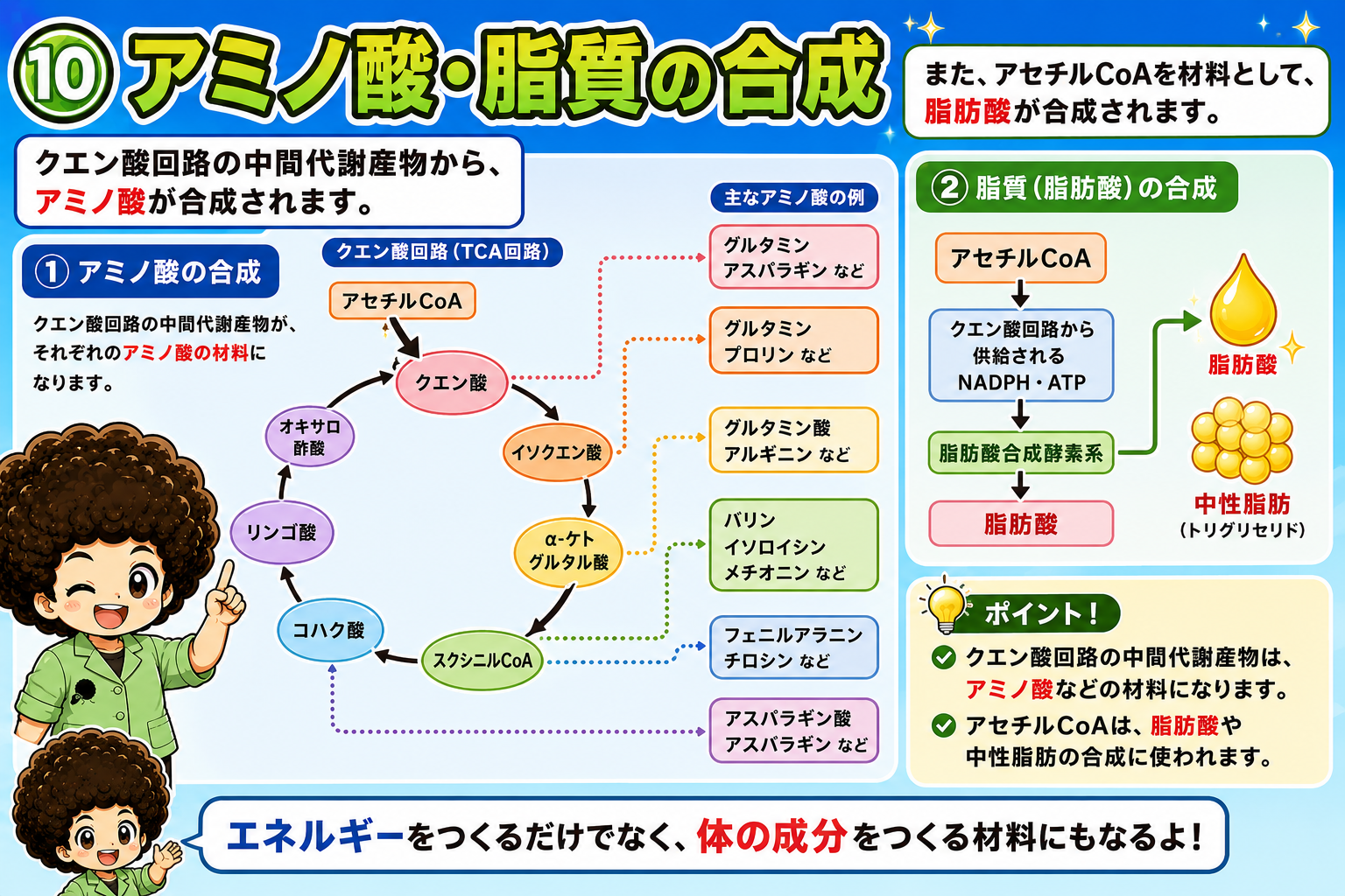 クエン酸回路の中間代謝産物からアミノ酸、アセチルCoAから脂肪酸が合成される