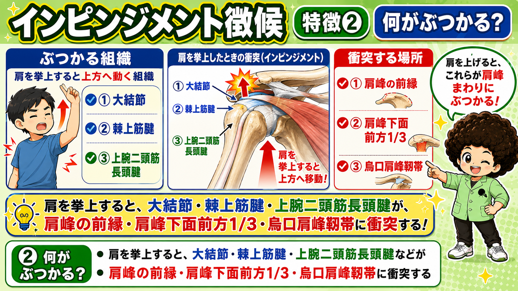 特徴②　大結節・棘上筋腱・上腕二頭筋長頭腱が、肩峰前縁・肩峰下面前方1/3・烏口肩峰靱帯に衝突する