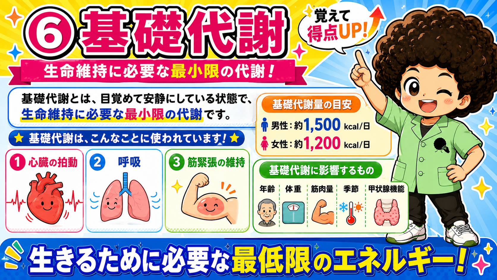 基礎代謝の定義・目安値・影響因子