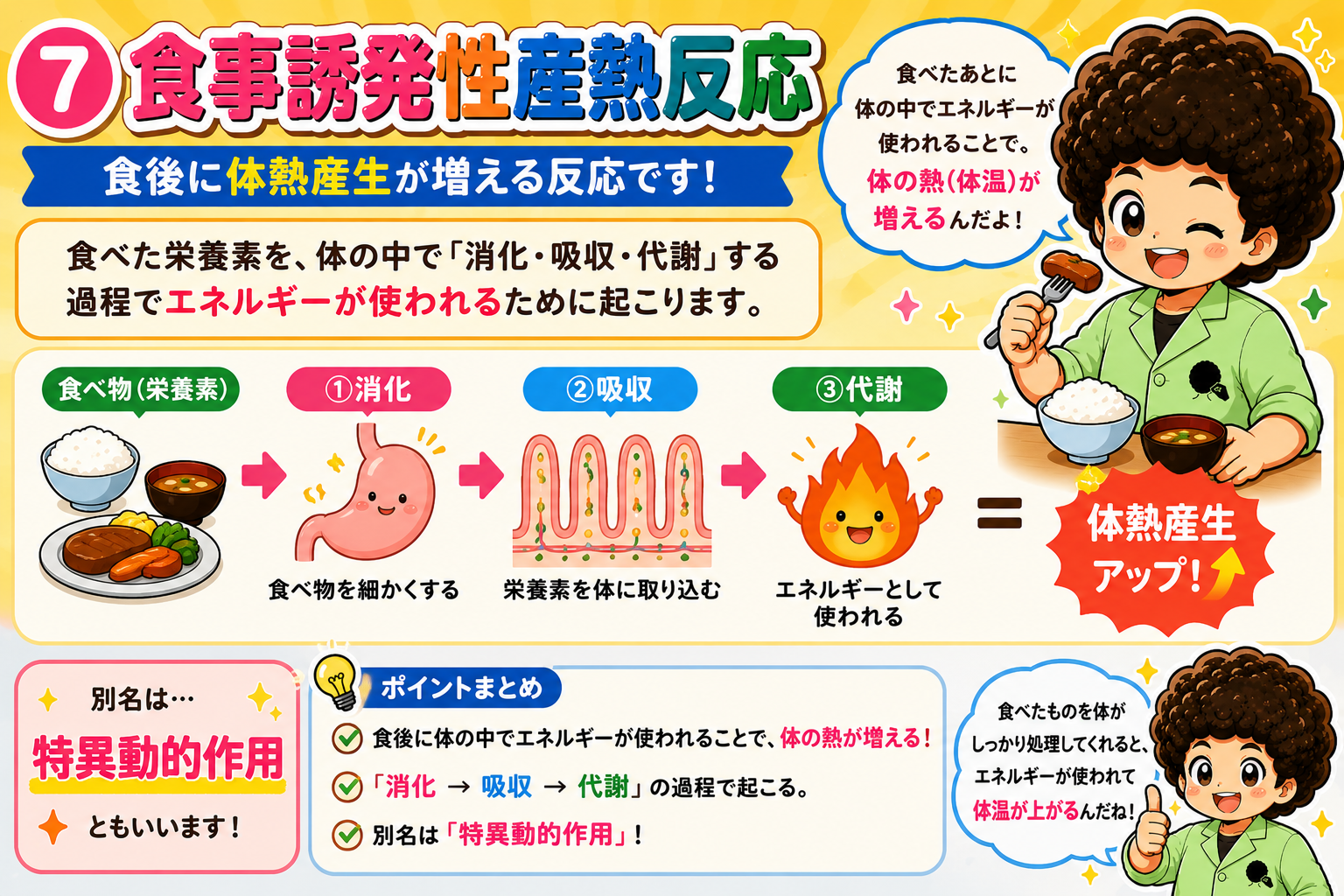食事誘発性産熱反応の流れ