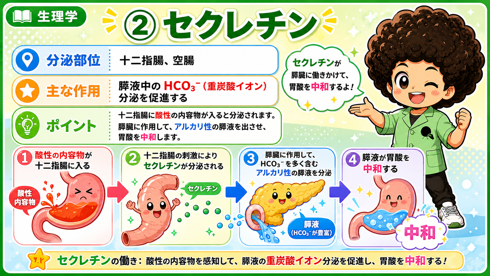 セクレチン：酸性内容物 → 膵液のHCO3−分泌促進 → 胃酸を中和