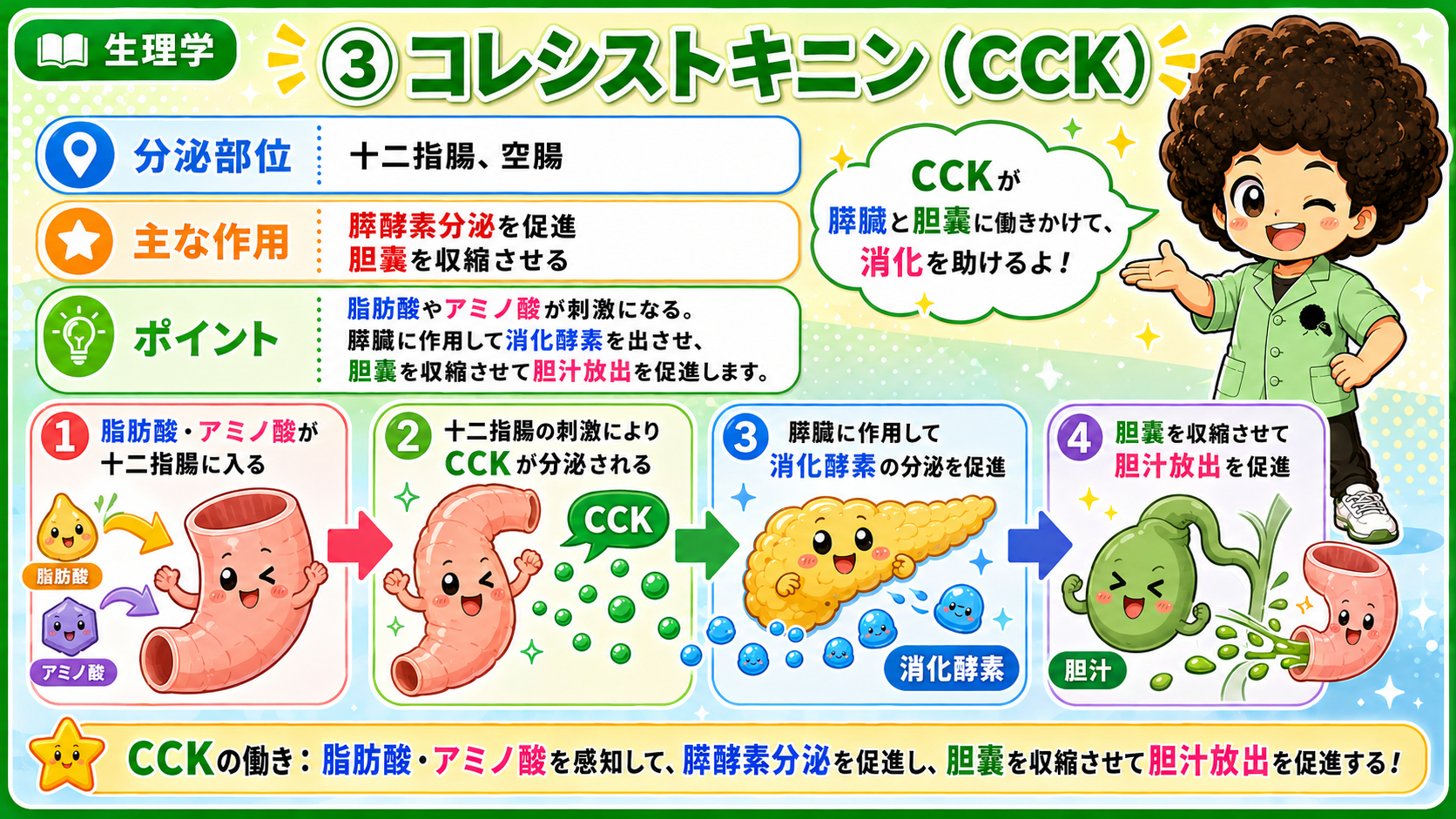 消化管ホルモン（セクレチン・CCK）｜消化管ホルモン（セクレチン・CCK） 1
