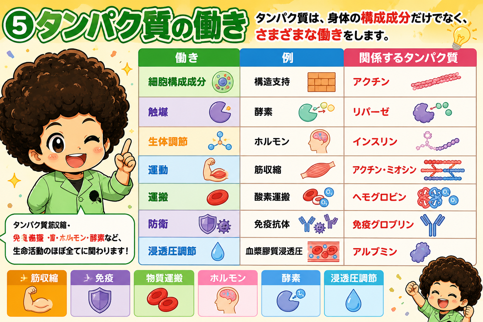 タンパク質の7つのはたらきと代表的なタンパク質