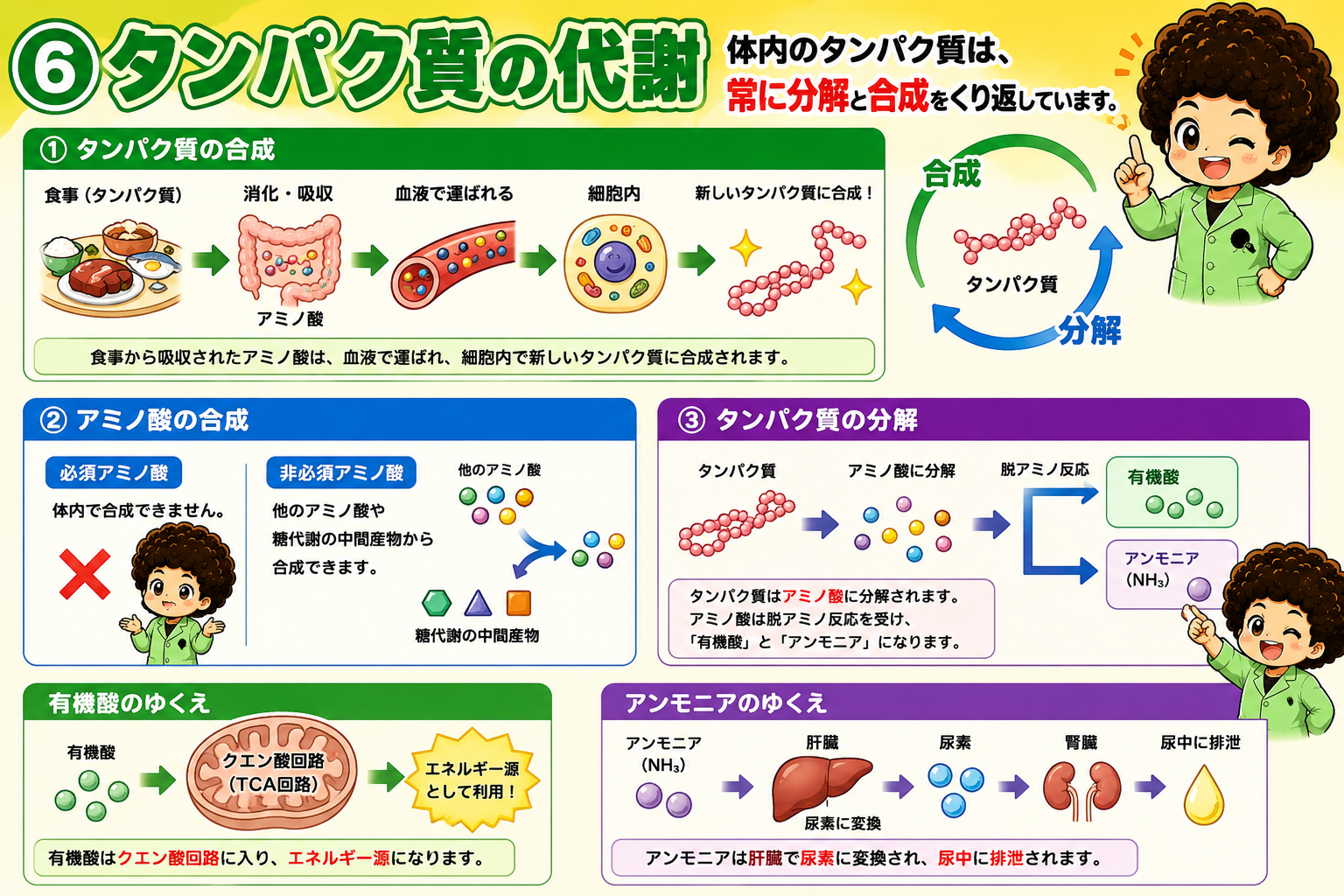 タンパク質の合成と分解。脱アミノ反応→有機酸はTCA回路、アンモニアは肝臓で尿素へ