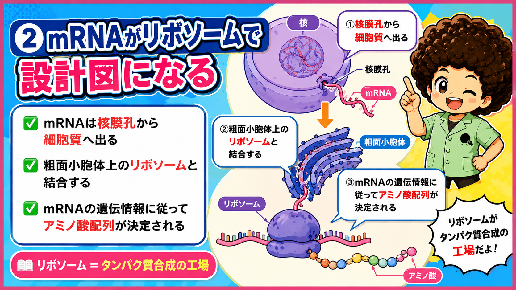 mRNAは核膜孔から細胞質へ出て粗面小胞体上のリボソームと結合する