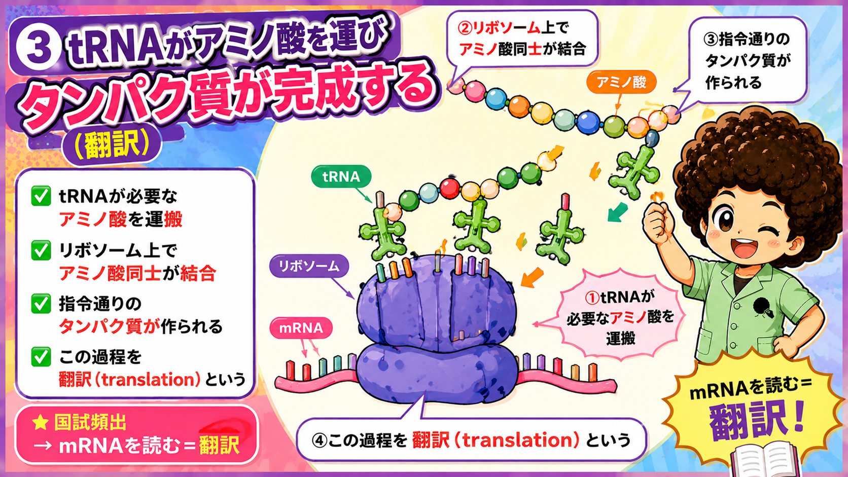 tRNAがアミノ酸を運び、リボソーム上でつながってタンパク質が完成する