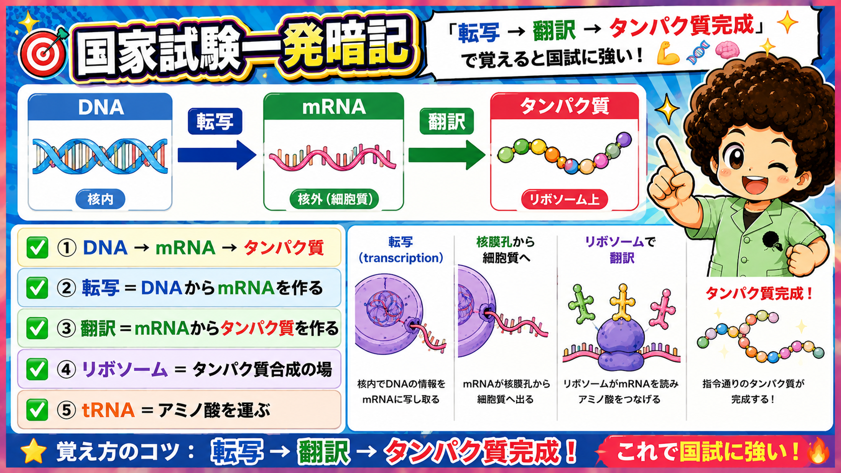 DNA（核内）→転写→mRNA（核外・細胞質）→翻訳→タンパク質（リボソーム上）