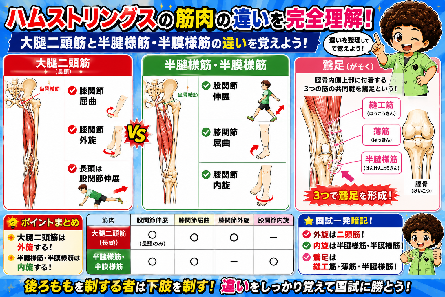 大腿二頭筋と半腱様筋・半膜様筋の作用の違い(膝関節外旋vs内旋)