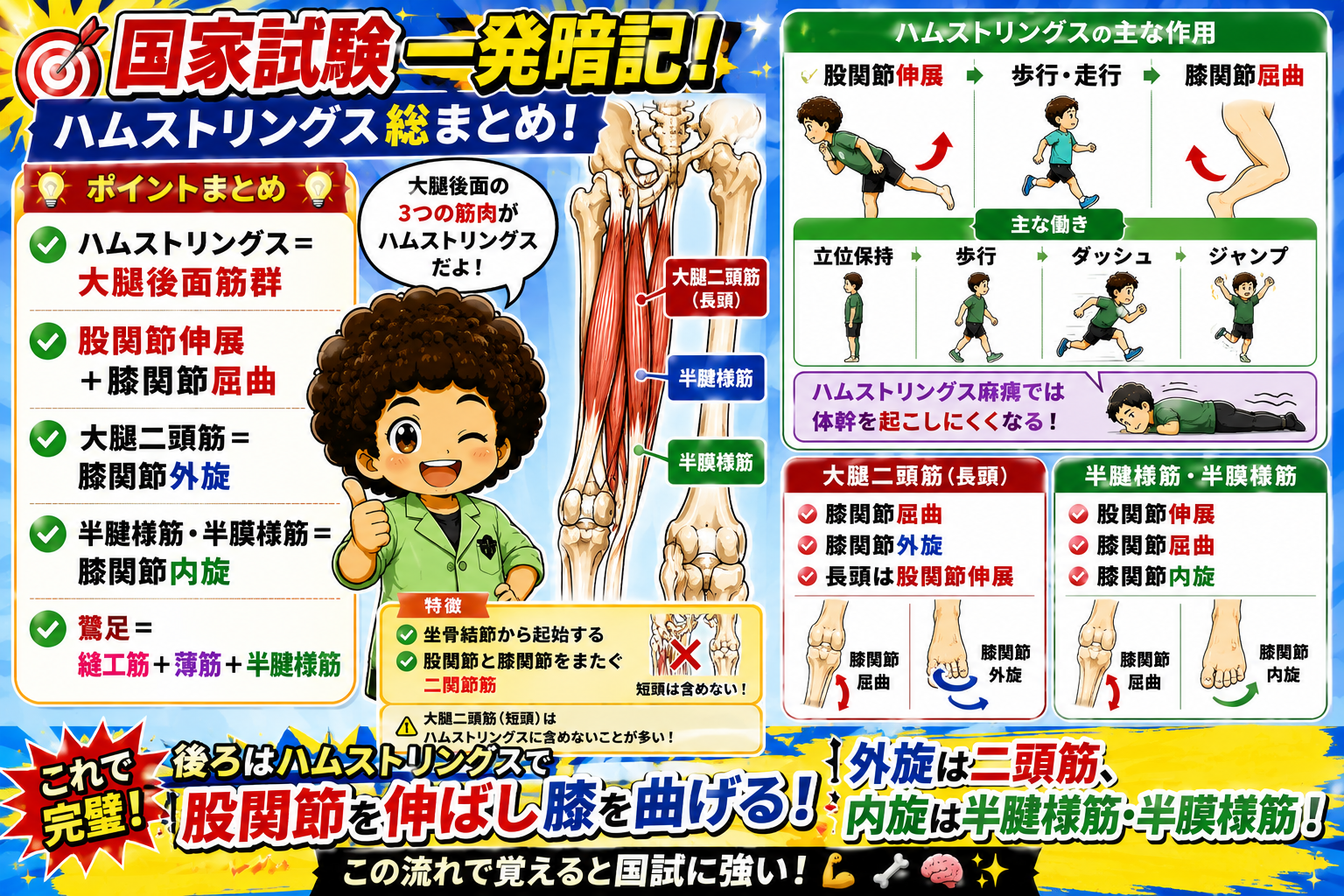 ハムストリングス総まとめ(国家試験一発暗記ポイント)