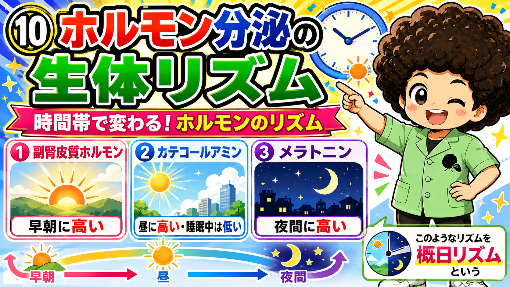 ホルモン分泌の生体リズム：早朝・昼・夜間