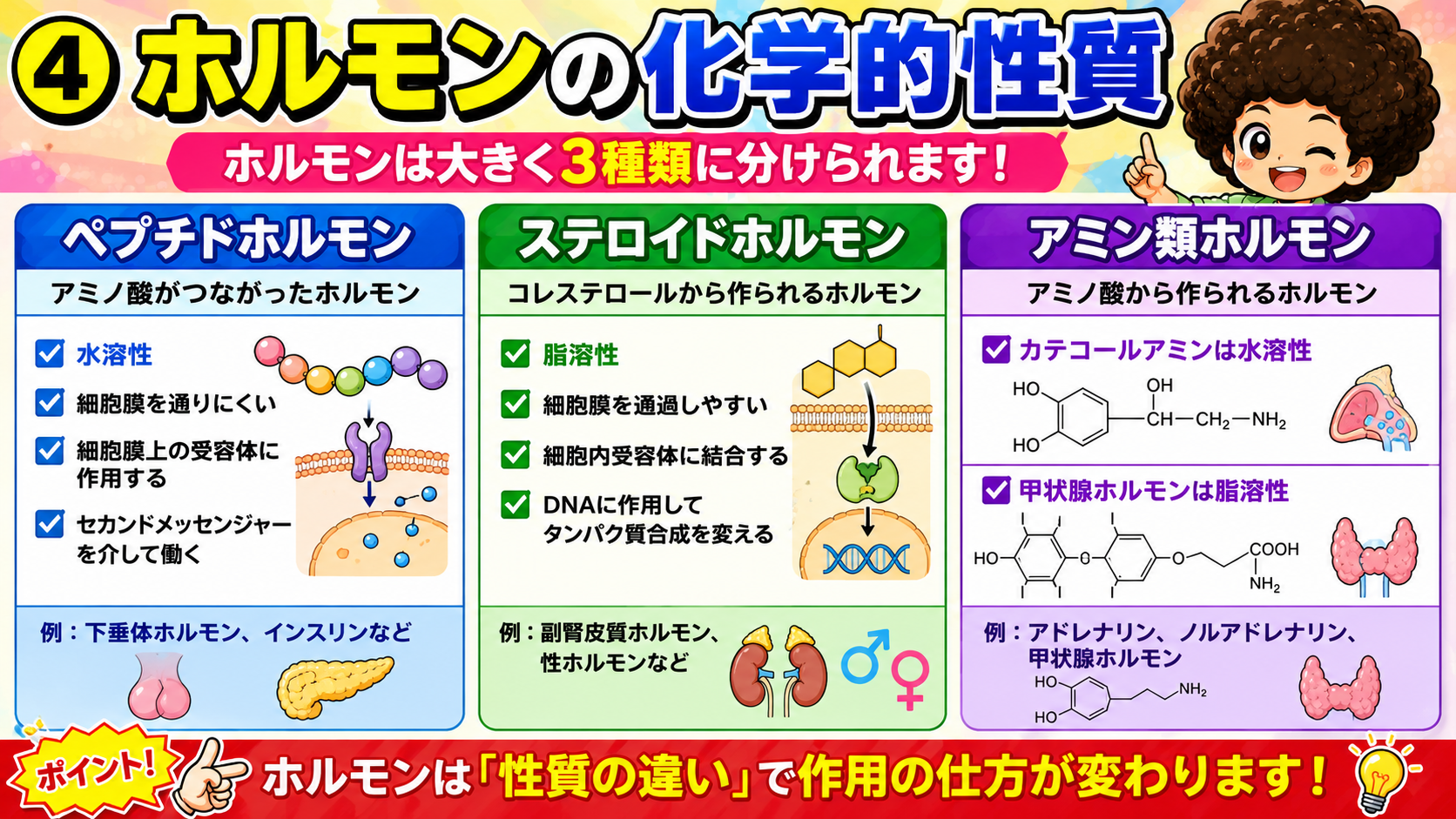 ホルモンの化学的性質：ペプチド・ステロイド・アミン類
