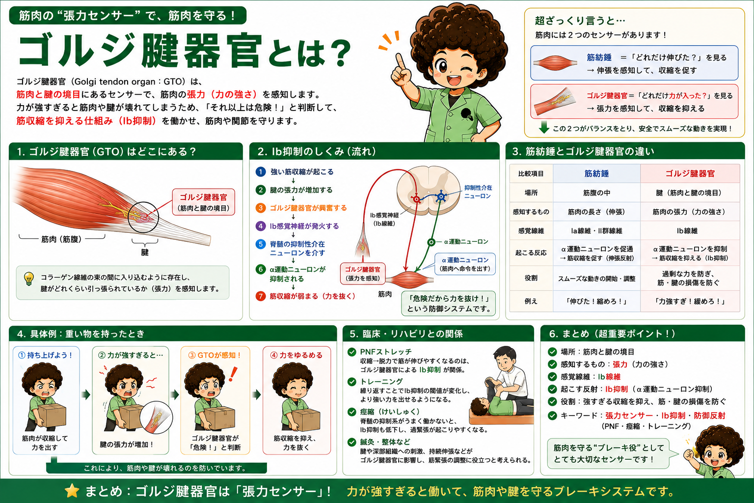 ゴルジ腱器官は筋腱移行部の「張力センサー」。Ib抑制の流れと重い物を持ったときの具体例