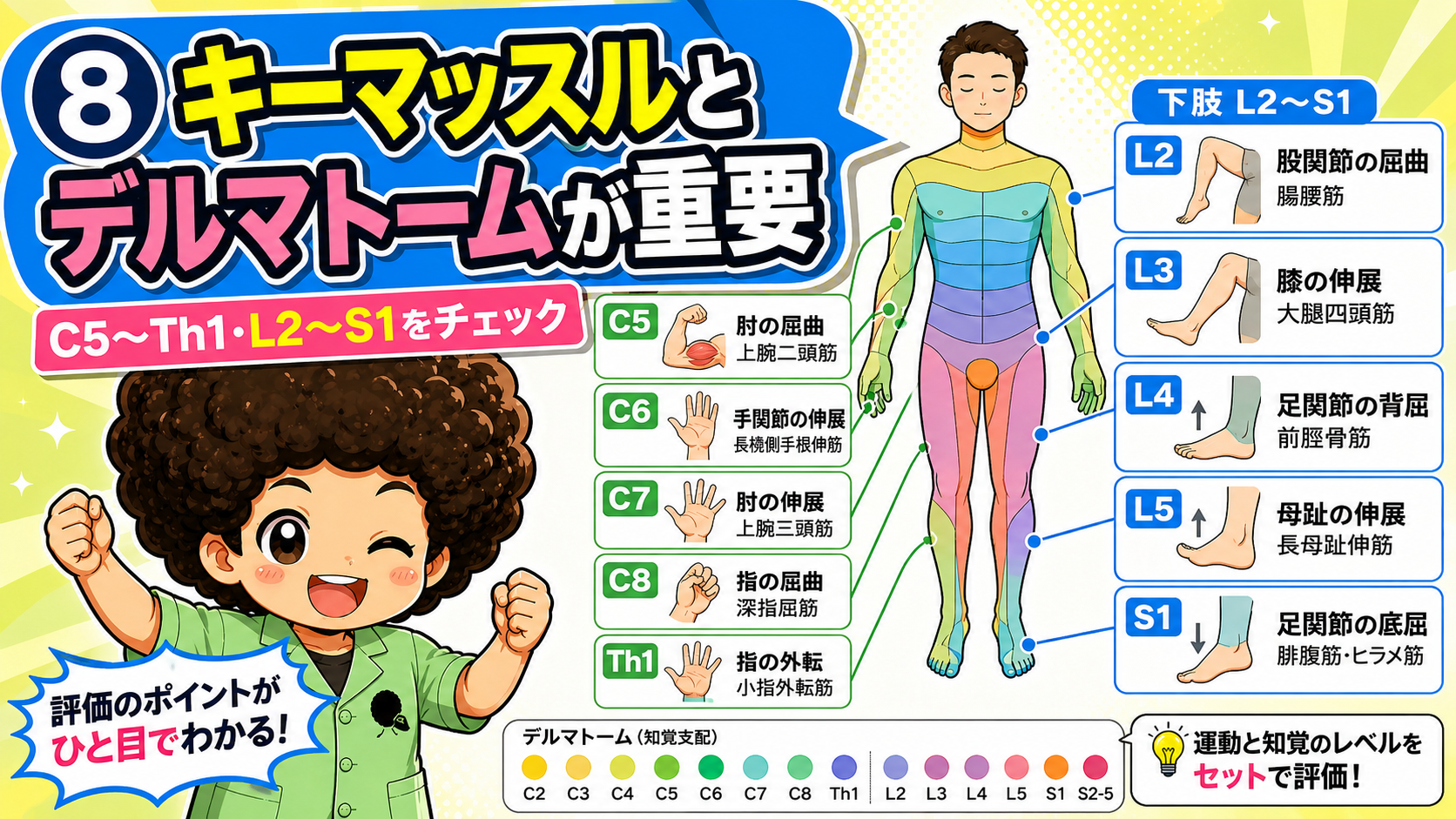 キーマッスル（C5〜Th1・L2〜S1）とデルマトームをセットで評価する
