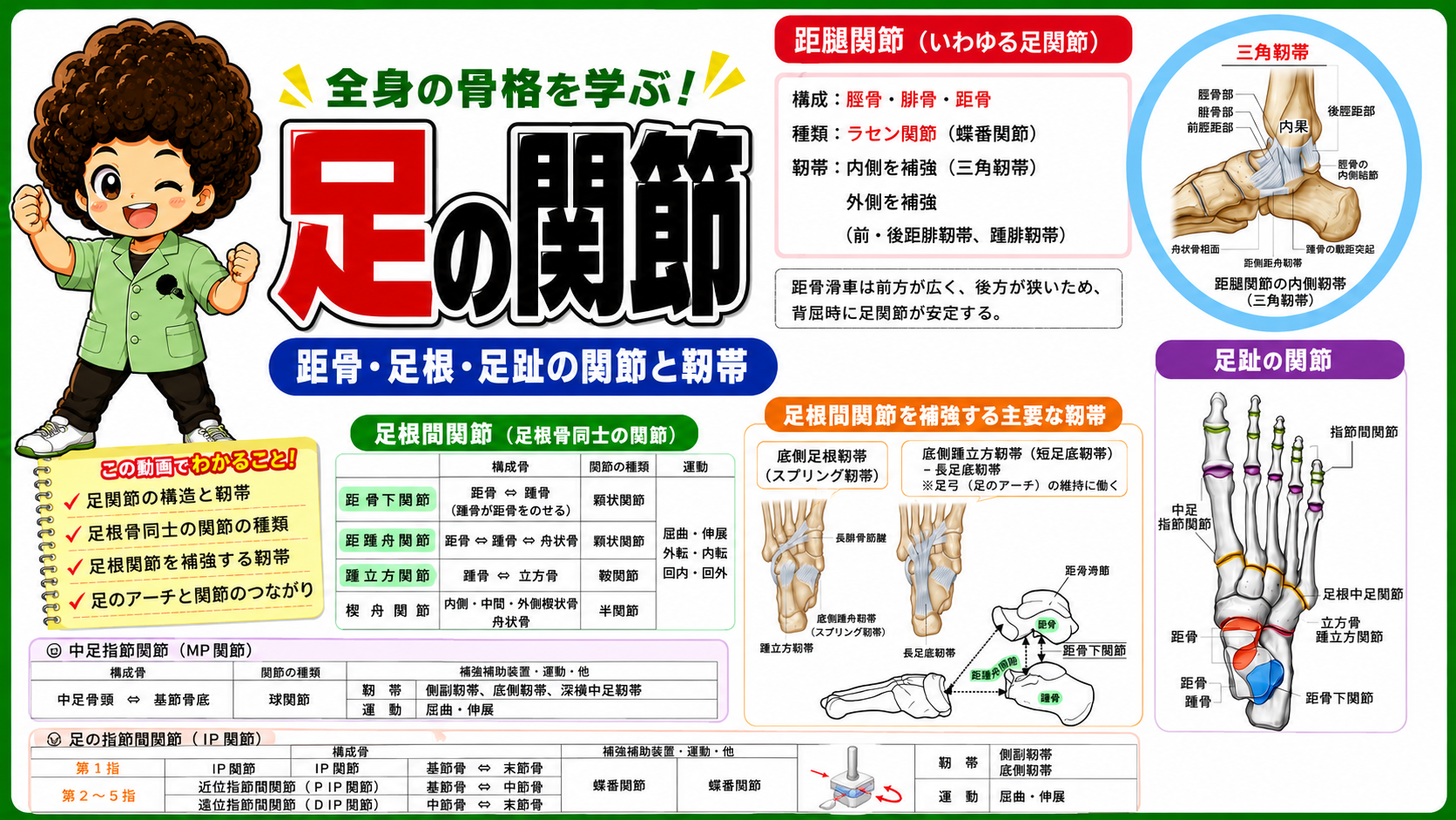 足の関節（距腿関節・ショパール関節・リスフラン関節）｜足の関節（距腿関節・ショパール関節・リスフラン関節） 1