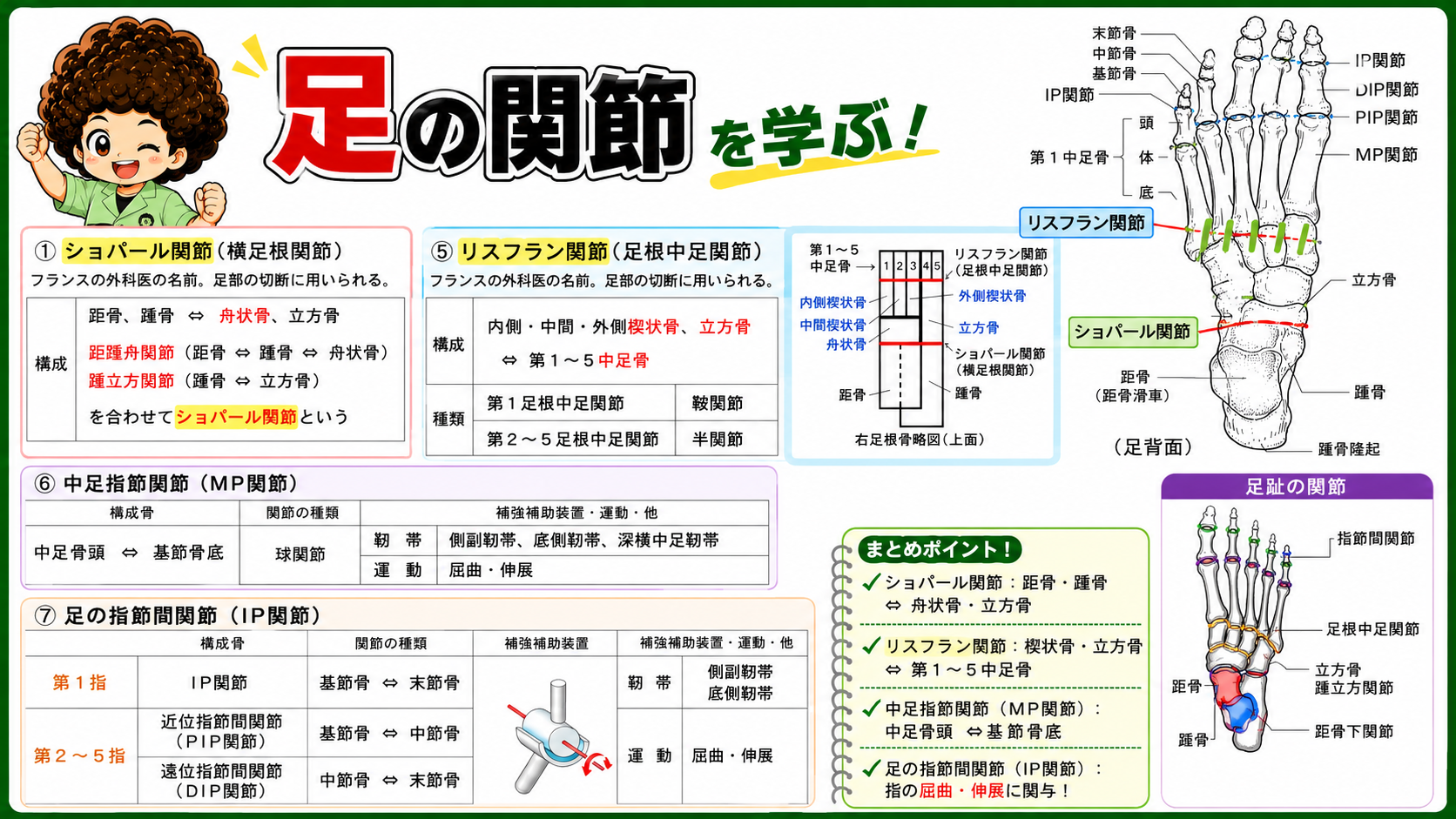 ショパール関節（横足根関節）とリスフラン関節（足根中足関節）のライン