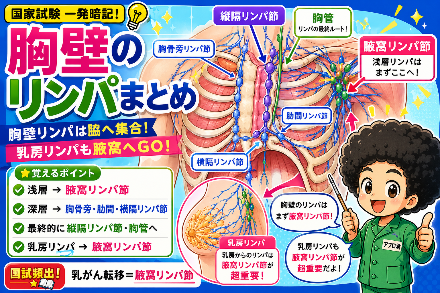 体幹のリンパ｜体幹のリンパ 1
