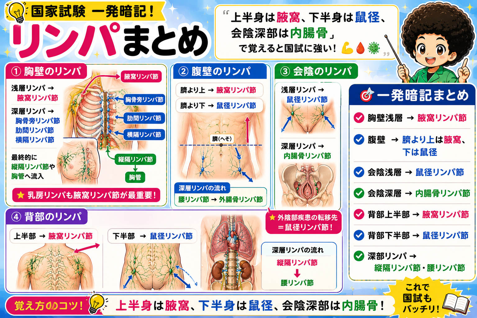 リンパまとめ―胸壁・腹壁・会陰・背部を1枚に集約した一発暗記図