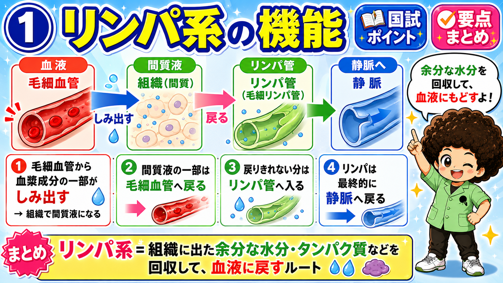 リンパ系｜リンパ系 1