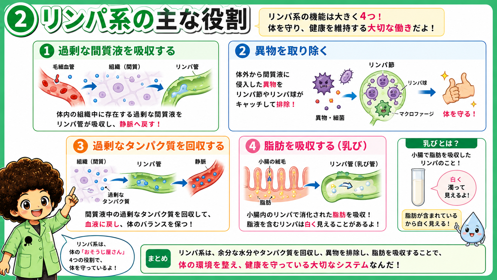 リンパ系の主な4つの役割と乳び