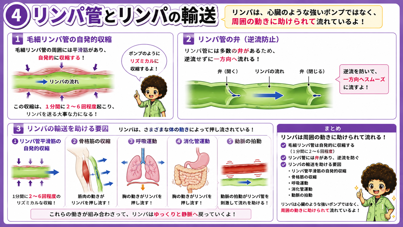 リンパ管の自発収縮・弁・輸送を助ける5つの要因
