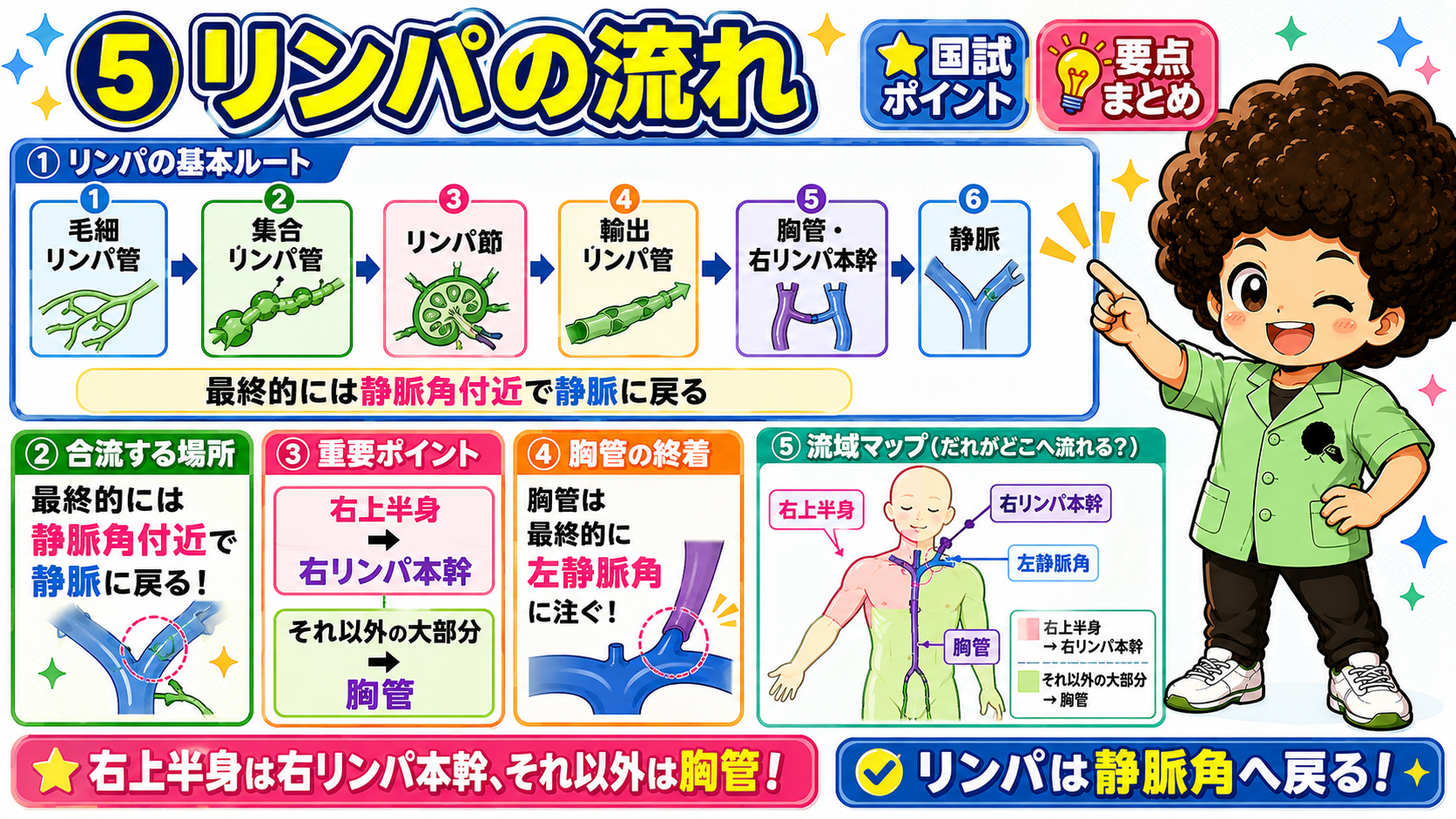 リンパの基本ルートと流域マップ（右上半身は右リンパ本幹、それ以外は胸管）