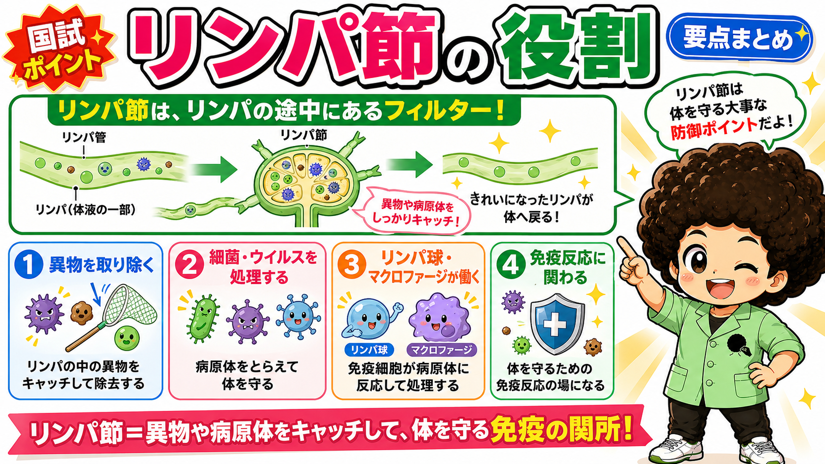 リンパ節＝異物や病原体をキャッチする免疫の関所
