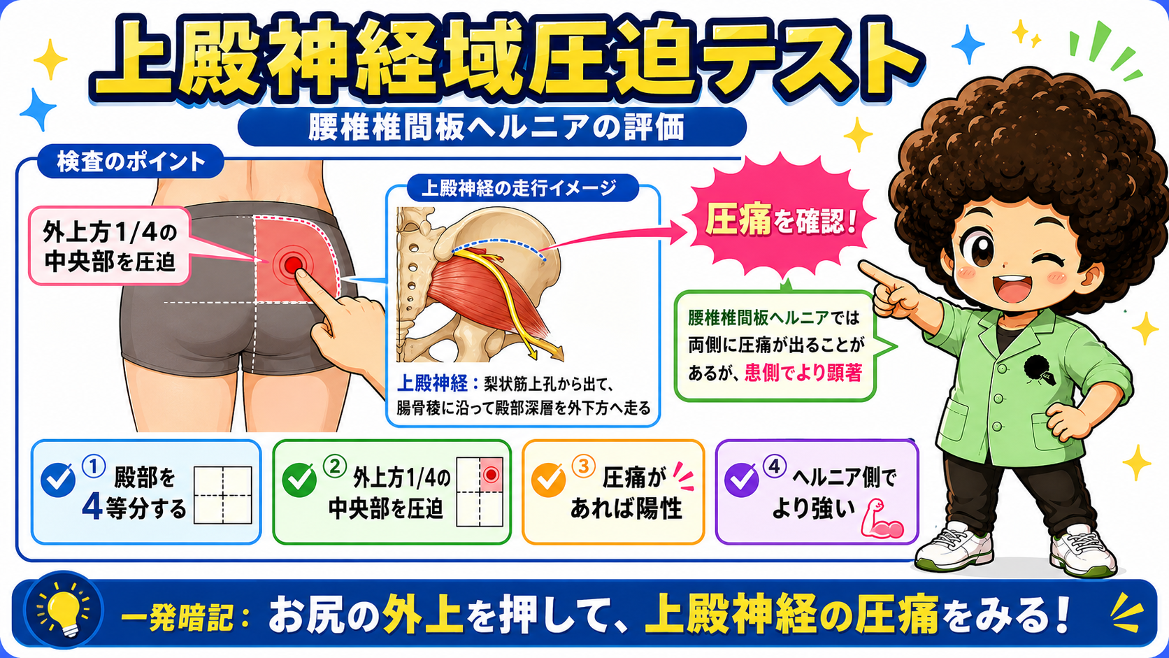 上殿神経域圧迫テストの圧迫点と上殿神経の走行