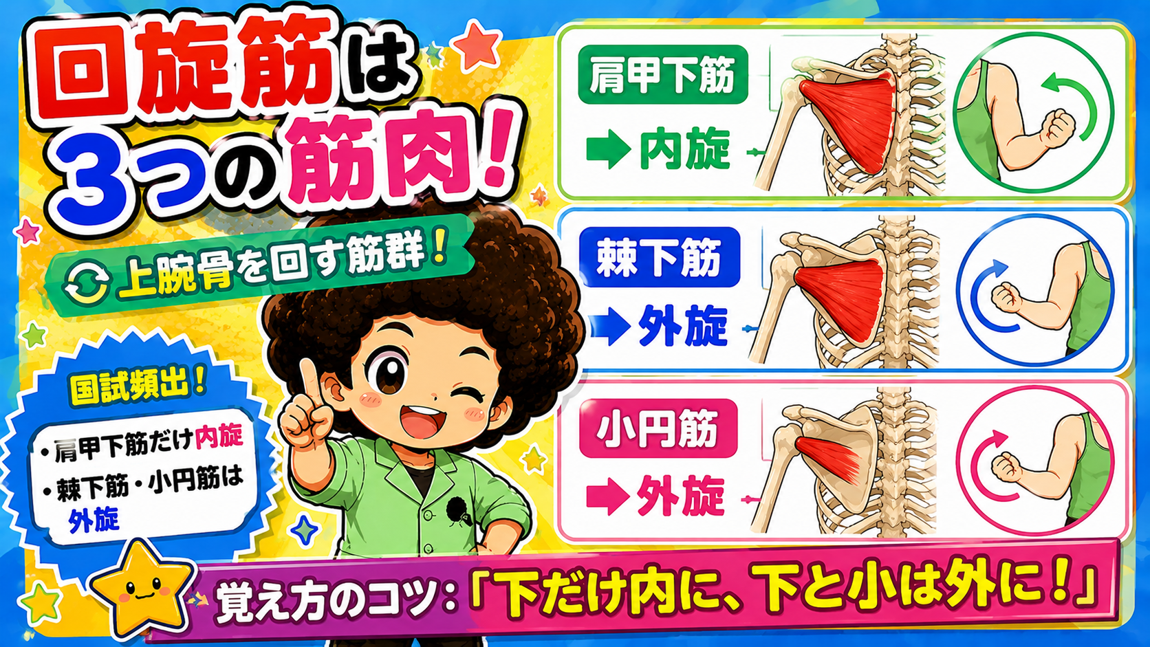 回旋筋3筋の内旋・外旋（肩甲下筋のみ内旋、棘下筋・小円筋は外旋）