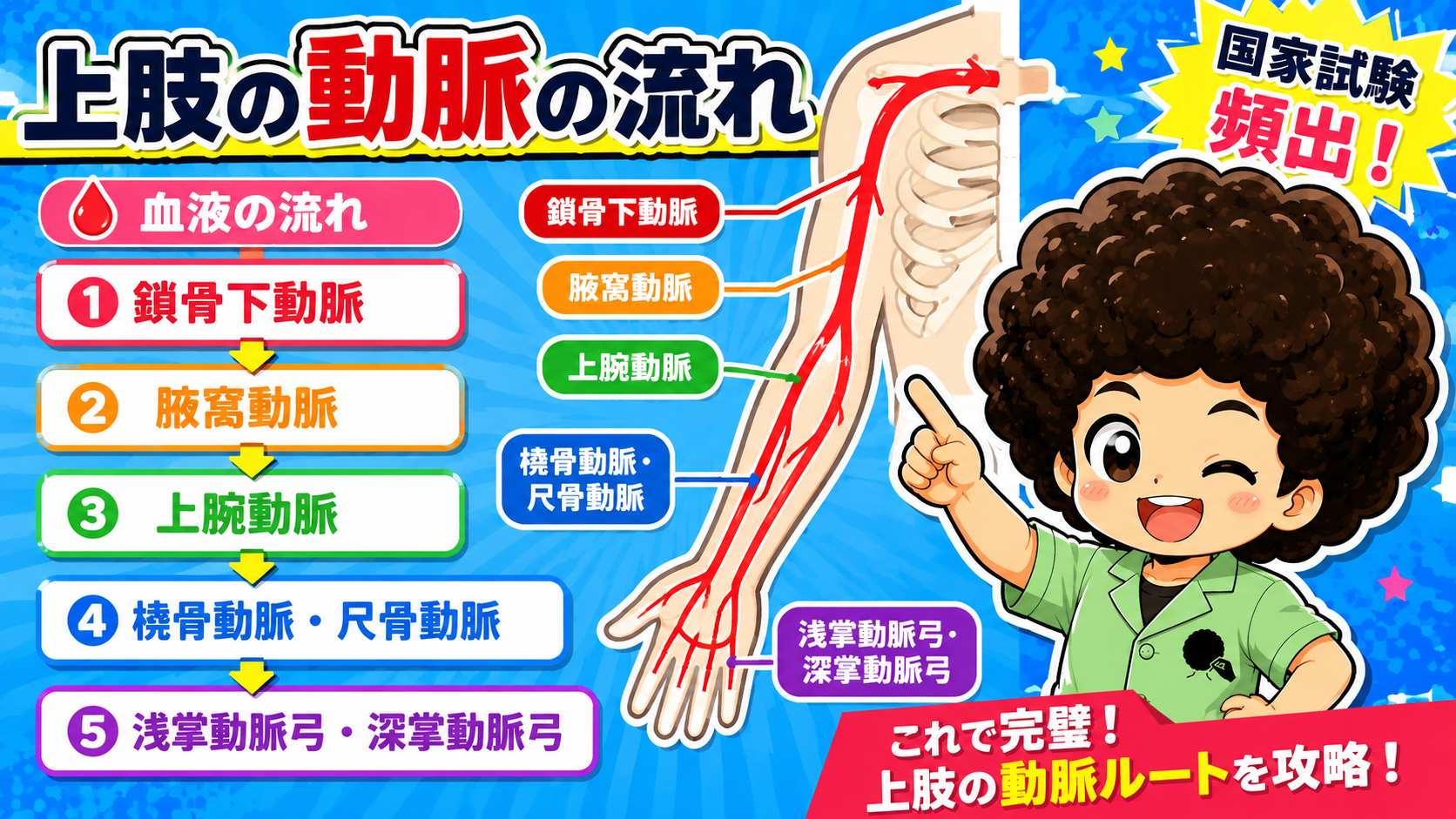 上肢の脈管｜上肢の脈管 1