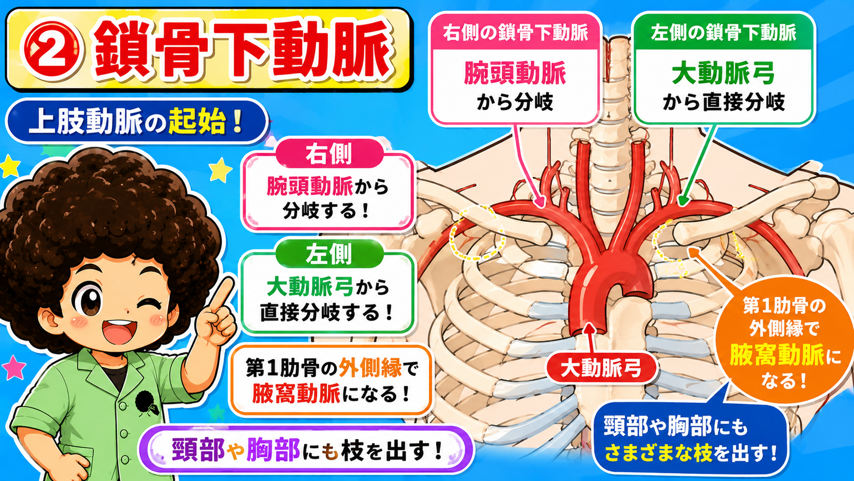 鎖骨下動脈の起始(右:腕頭動脈/左:大動脈弓)