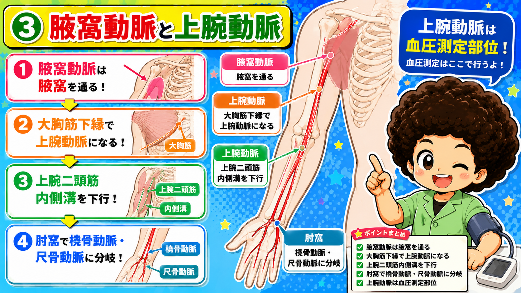 腋窩動脈と上腕動脈の走行(上腕動脈=血圧測定部位)