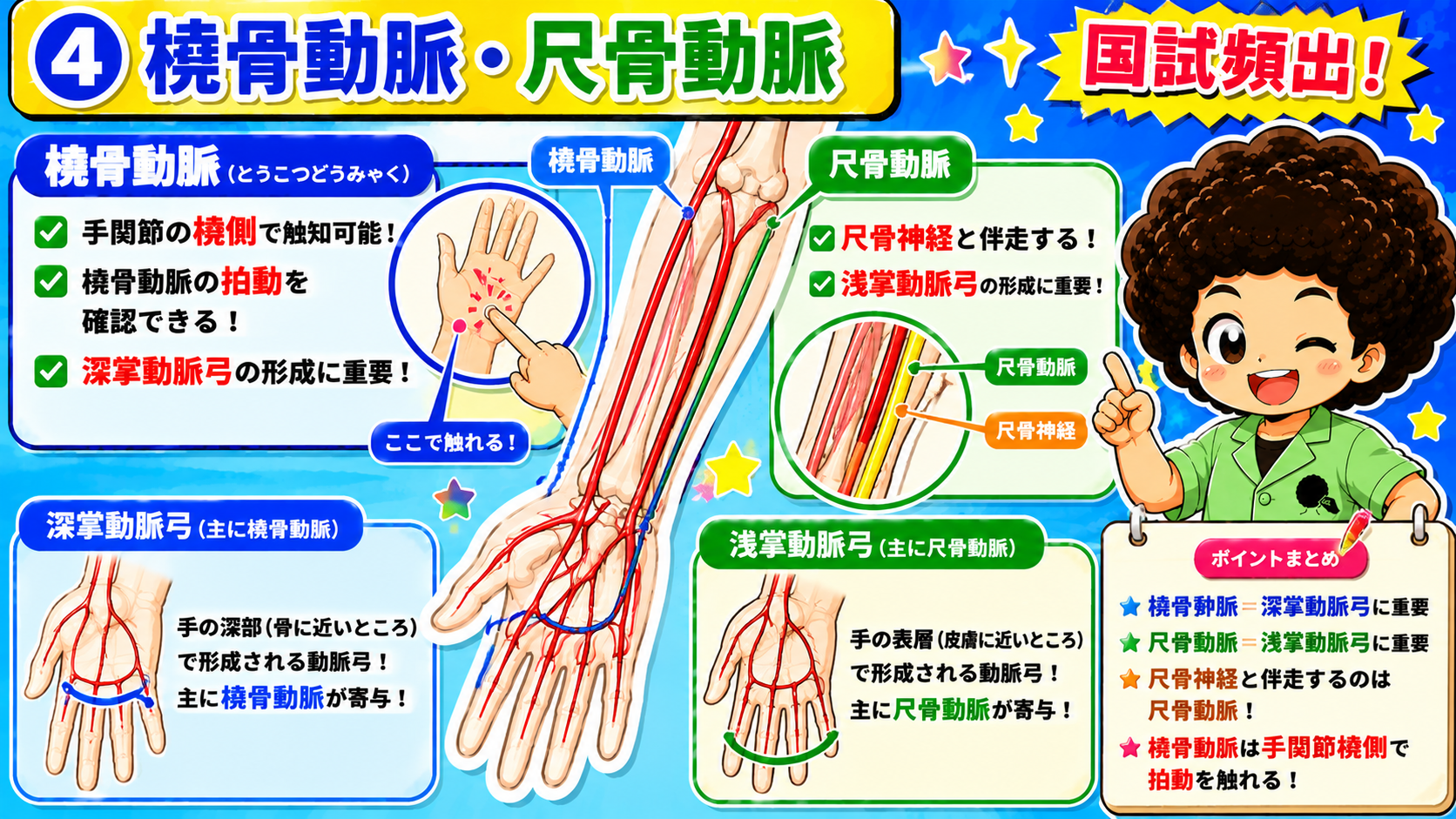 橈骨動脈・尺骨動脈と浅掌動脈弓・深掌動脈弓