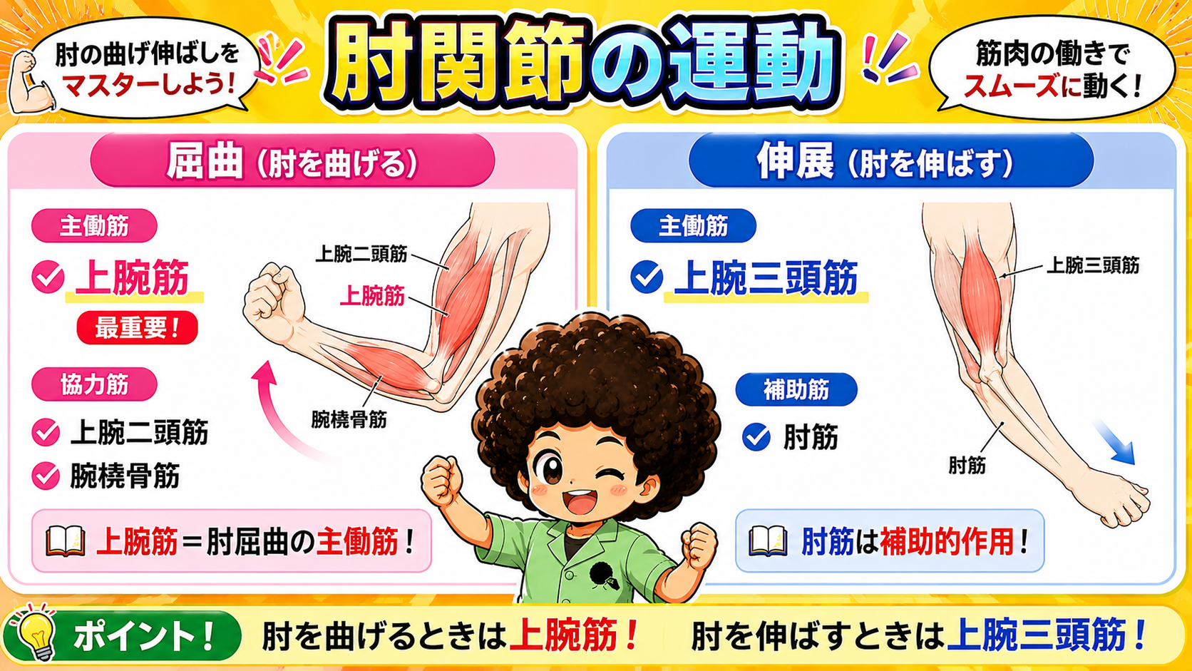 肘関節の屈曲・伸展と働く筋