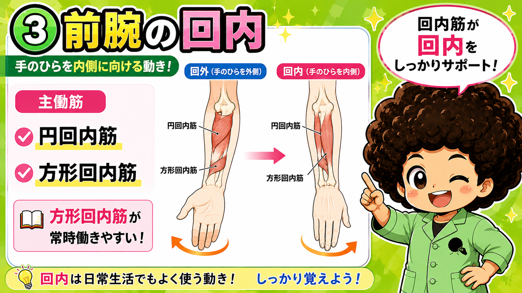 前腕の回内(円回内筋・方形回内筋)