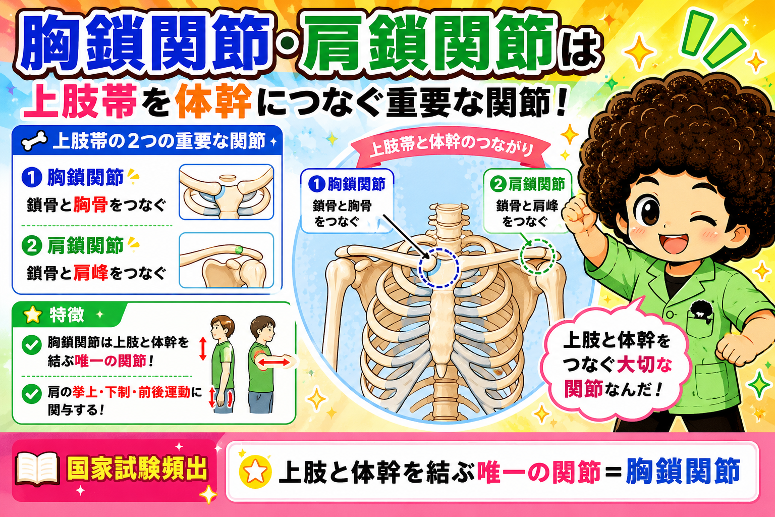 上肢の関節｜上肢の関節 1