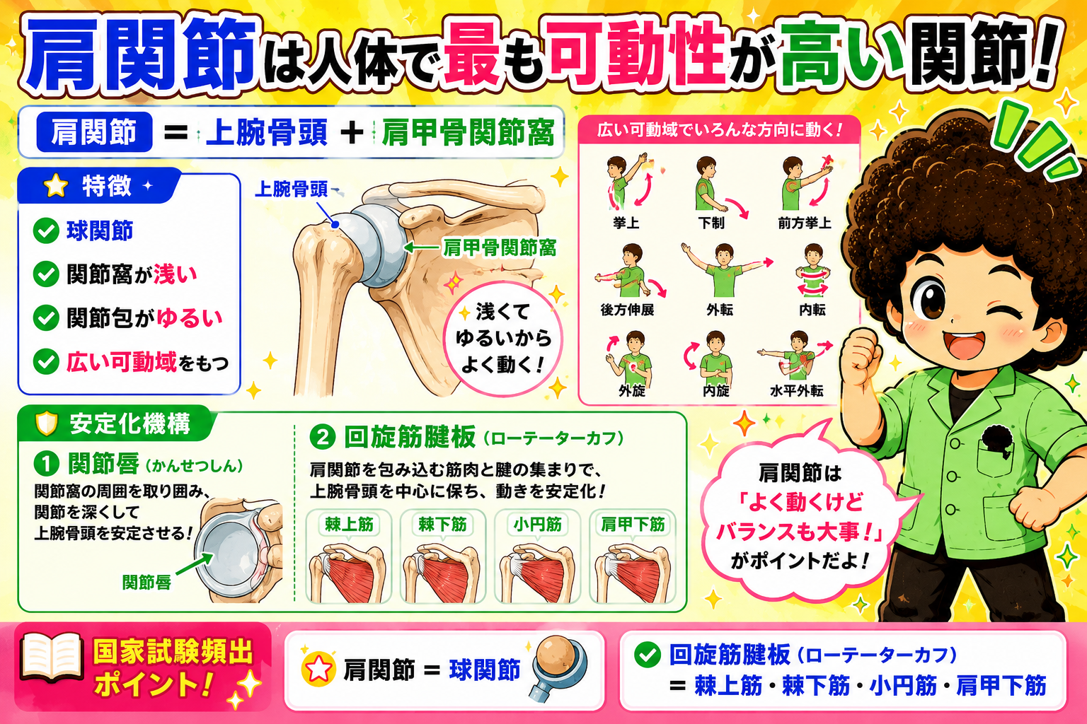 肩関節は球関節で、回旋筋腱板（棘上筋・棘下筋・小円筋・肩甲下筋）が安定化を担う