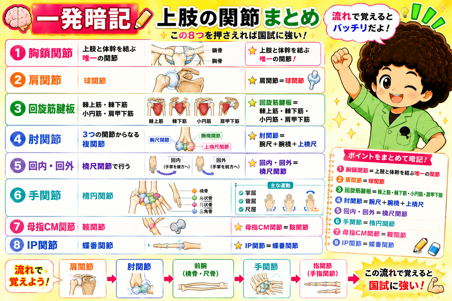上肢の関節まとめ：肩関節→肘関節→前腕→手関節→指関節の流れで覚える